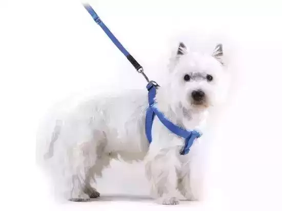 Фото - амуниция Collar Dog Extremе нейлоновая регулируемая шлея для собак,  красный