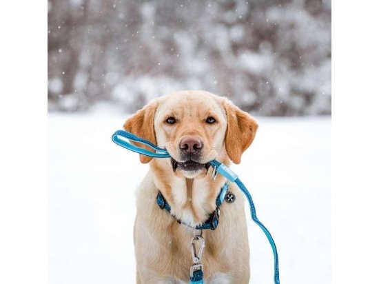 Фото - амуниция Max & Molly Urban Pets Smart ID Collar ошейник для собак с QR-кодом Matrix Sky Blue