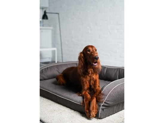 Фото - лежаки, матраси, килимки та будиночки Harley & Cho SLEEPER диван для собак із посиленою поверхнею