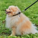 Фото - амуниция Collar SOFT Ошейник для собак длинношерстных пород круглый черный