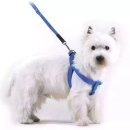 Фото - амуниция Collar Dog Extremе нейлоновая регулируемая шлея для собак, черный