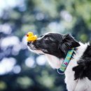 Фото - амуниция Max & Molly Urban Pets Smart ID Collar ошейник для собак с QR-кодом Ducklings