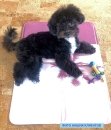Фото - лежаки, матраси, килимки та будиночки Trixie Cooling Mat - Підстилка охолоджувальна для собак і кішок рожева