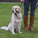 Фото - амуниция Trixie (Трикси) Недоуздок (тренировочный ошейник-уздечка) для собак