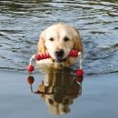 Фото - игрушки Trixie (Трикси) LONG-MOT (АПОРТ НА ВЕРЕВКЕ) плавающая игрушка для собак